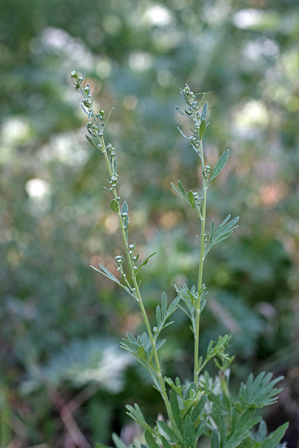 Image of Artemisia absinthium specimen.