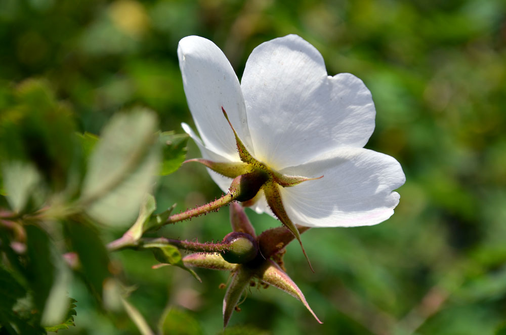 Image of genus Rosa specimen.