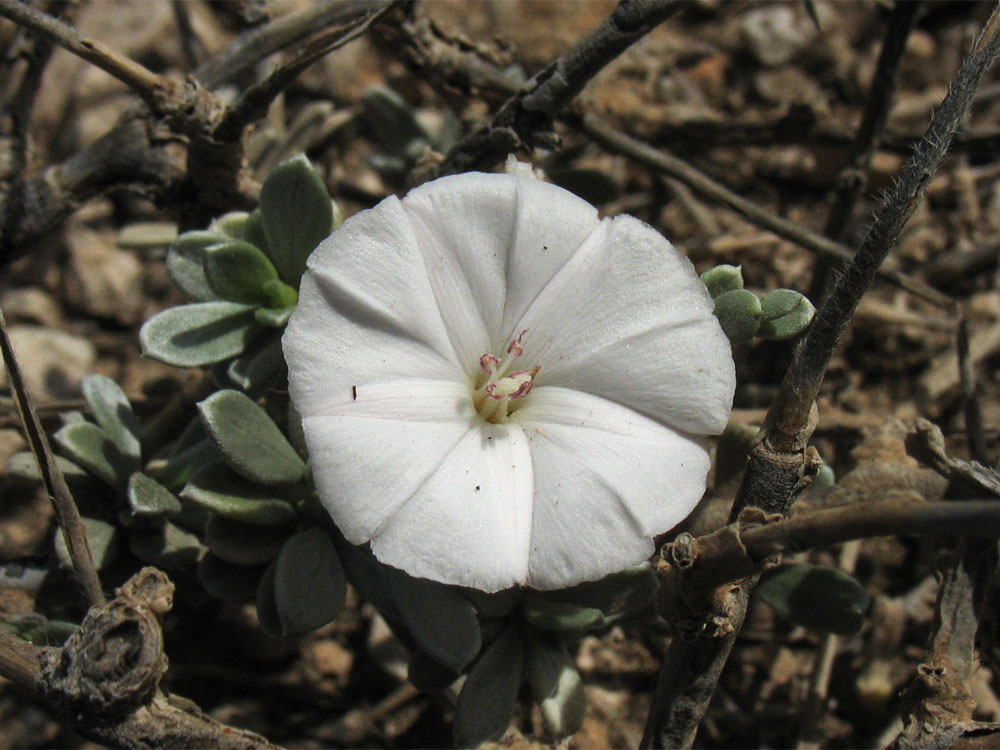 Изображение особи Convolvulus caput-medusae.