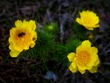 Adonis vernalis