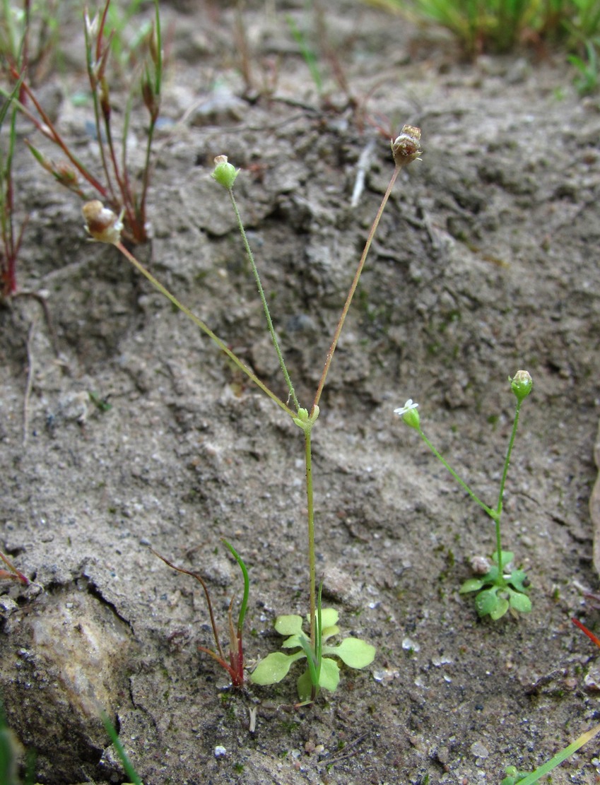 Изображение особи Androsace filiformis.