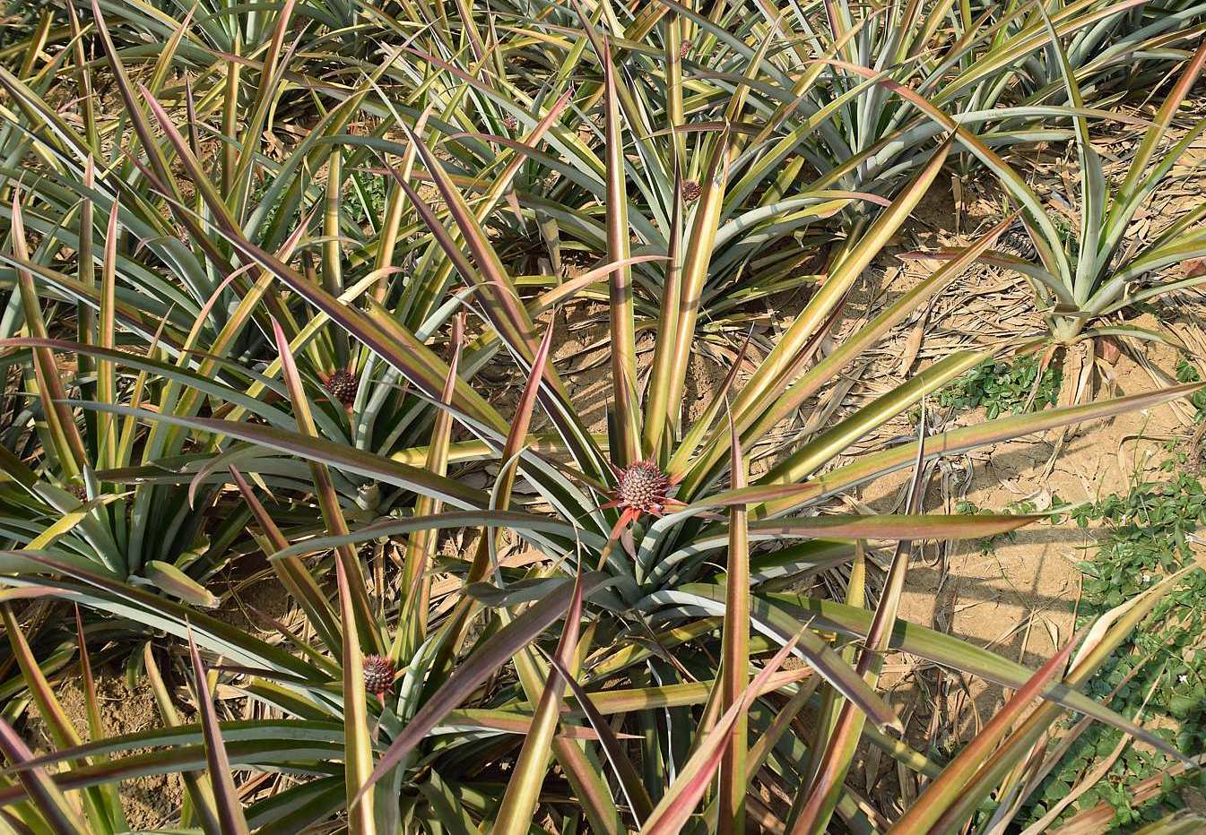 Image of Ananas comosus specimen.