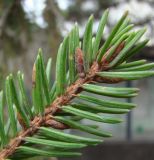 Picea &times; fennica