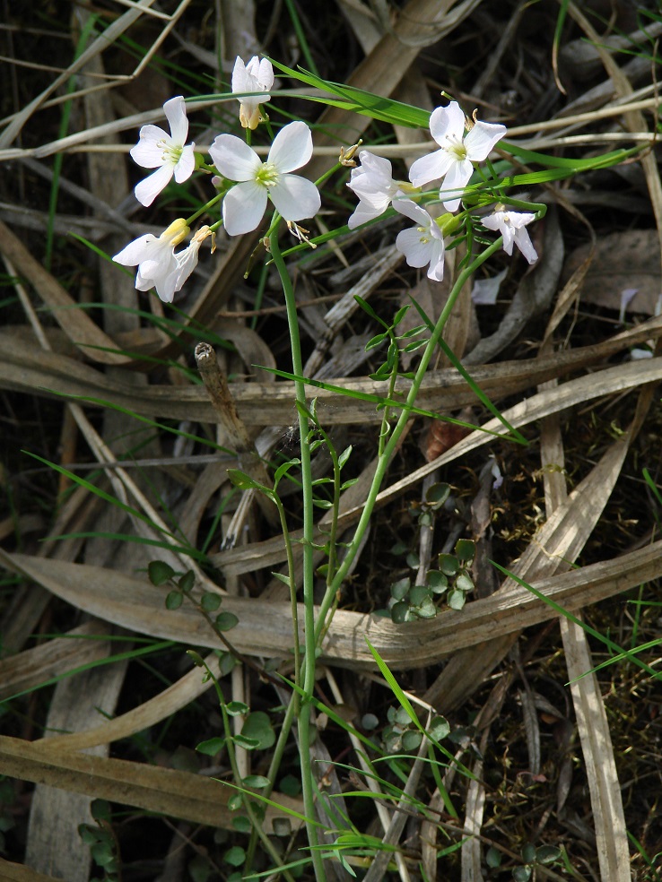 Изображение особи Cardamine dentata.