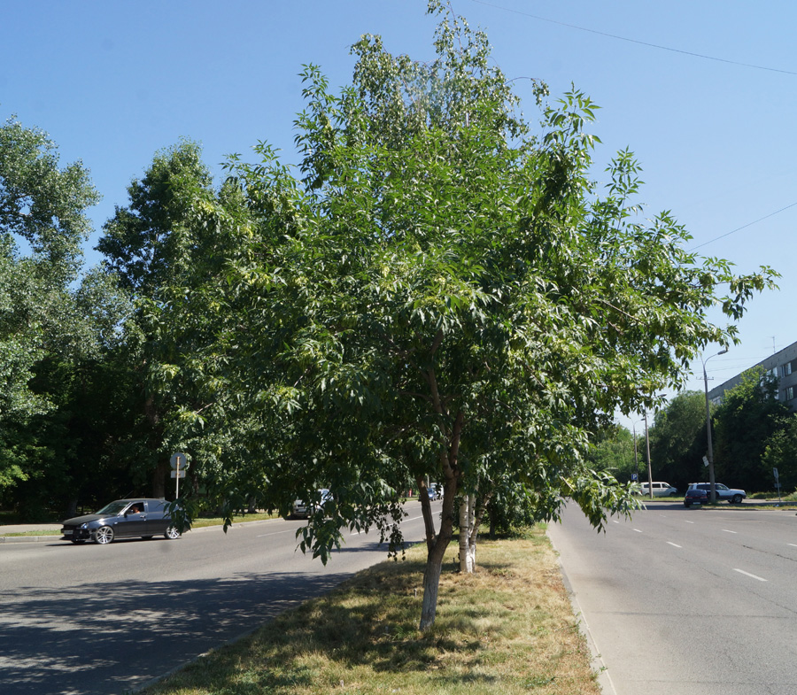 Image of Fraxinus pennsylvanica specimen.