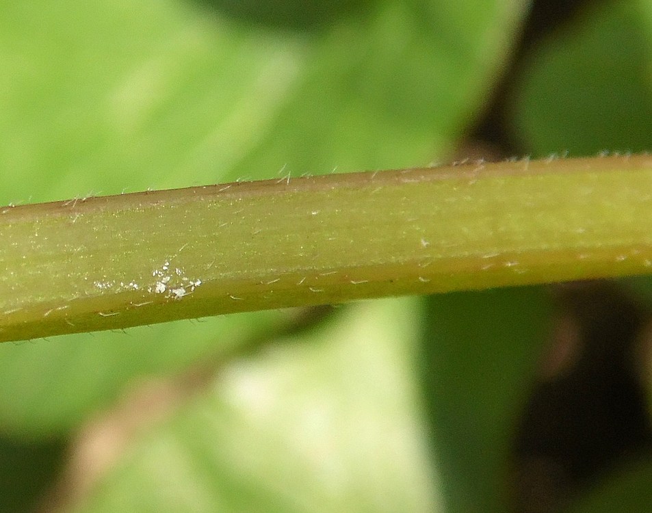 Image of Lamium maculatum specimen.