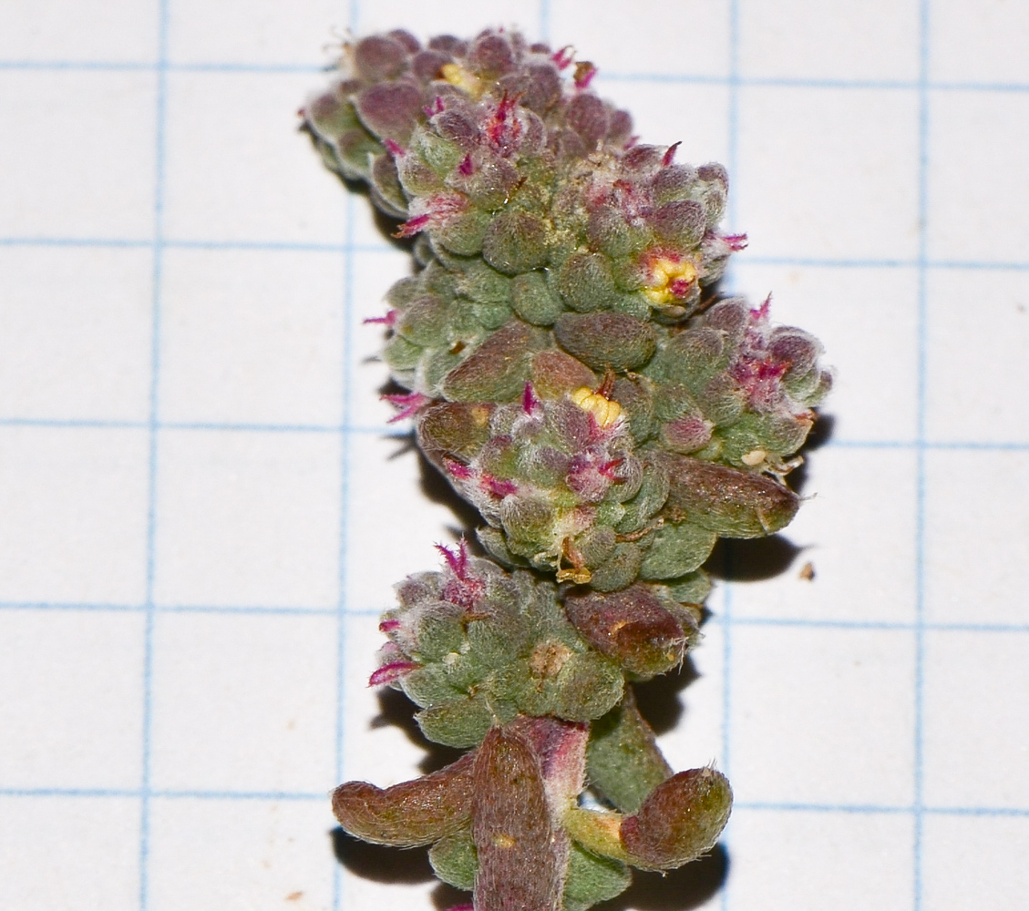 Image of Bassia tomentosa specimen.