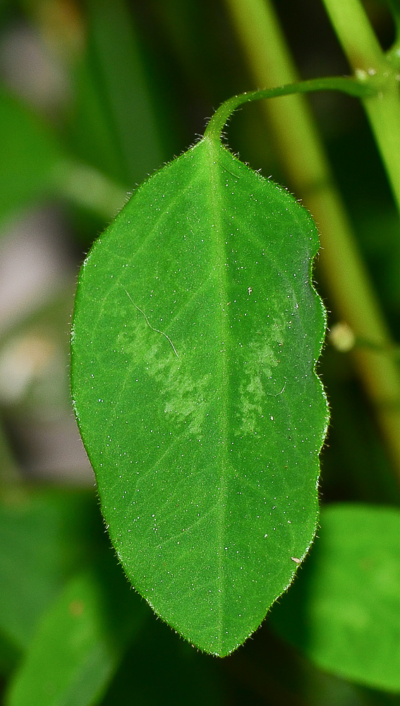 Image of Euphorbia graminea specimen.