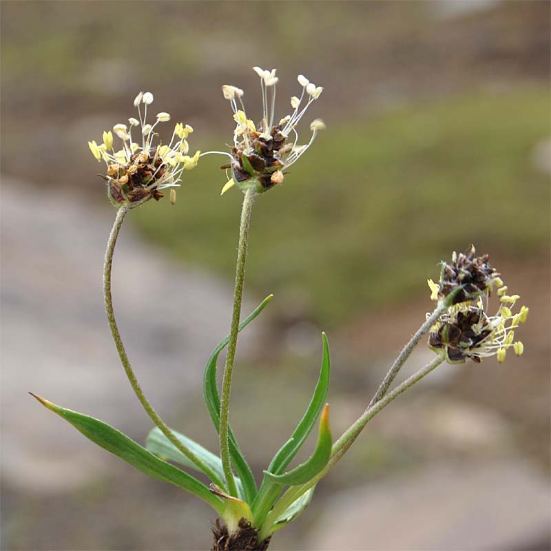 Image of Plantago atrata specimen.