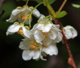 Actinidia kolomikta. Цветки. Московская обл., Раменский р-н, окр. дер. Хрипань, садовый участок. 05.06.2016.