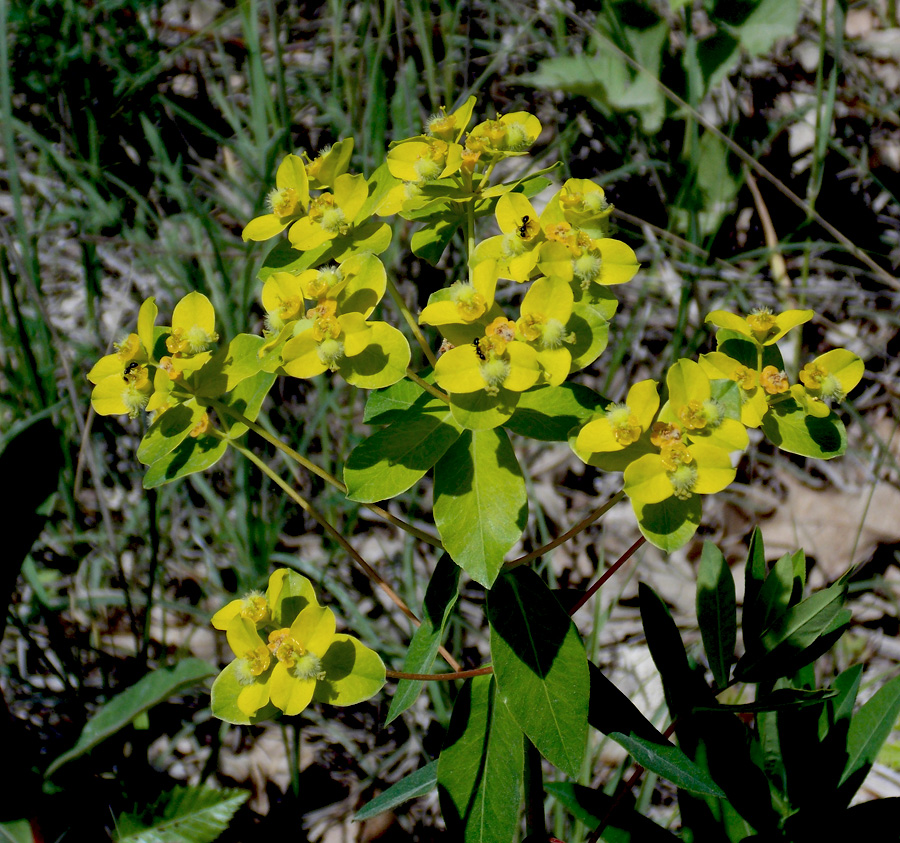 Image of Euphorbia tauricola specimen.