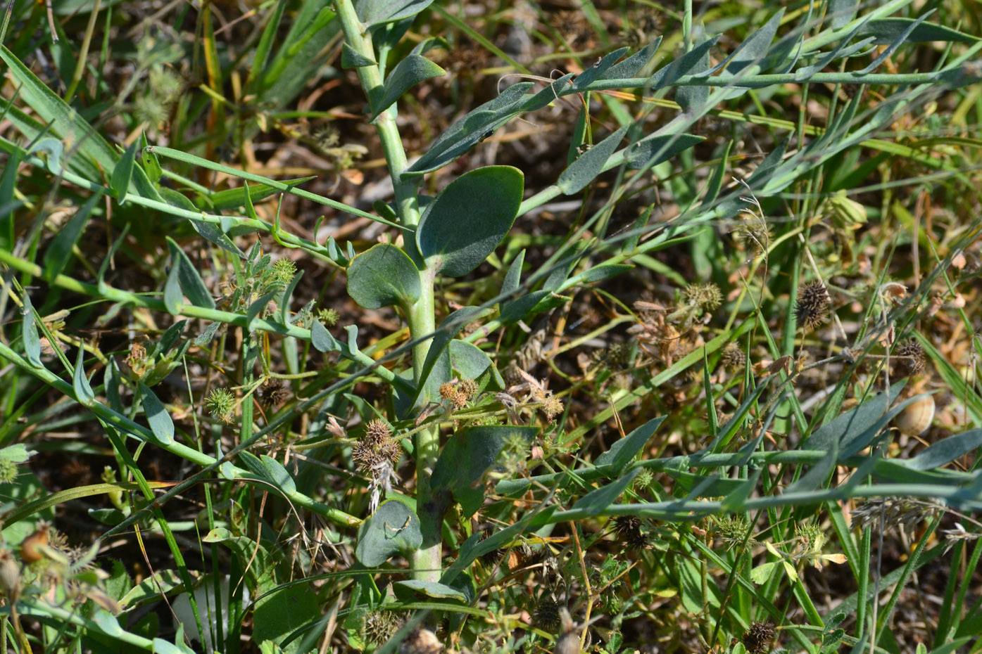 Image of Linaria genistifolia specimen.