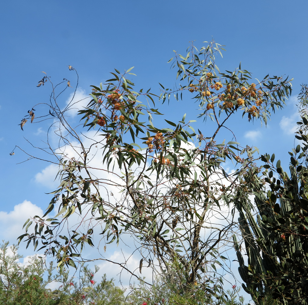 Изображение особи род Eucalyptus.