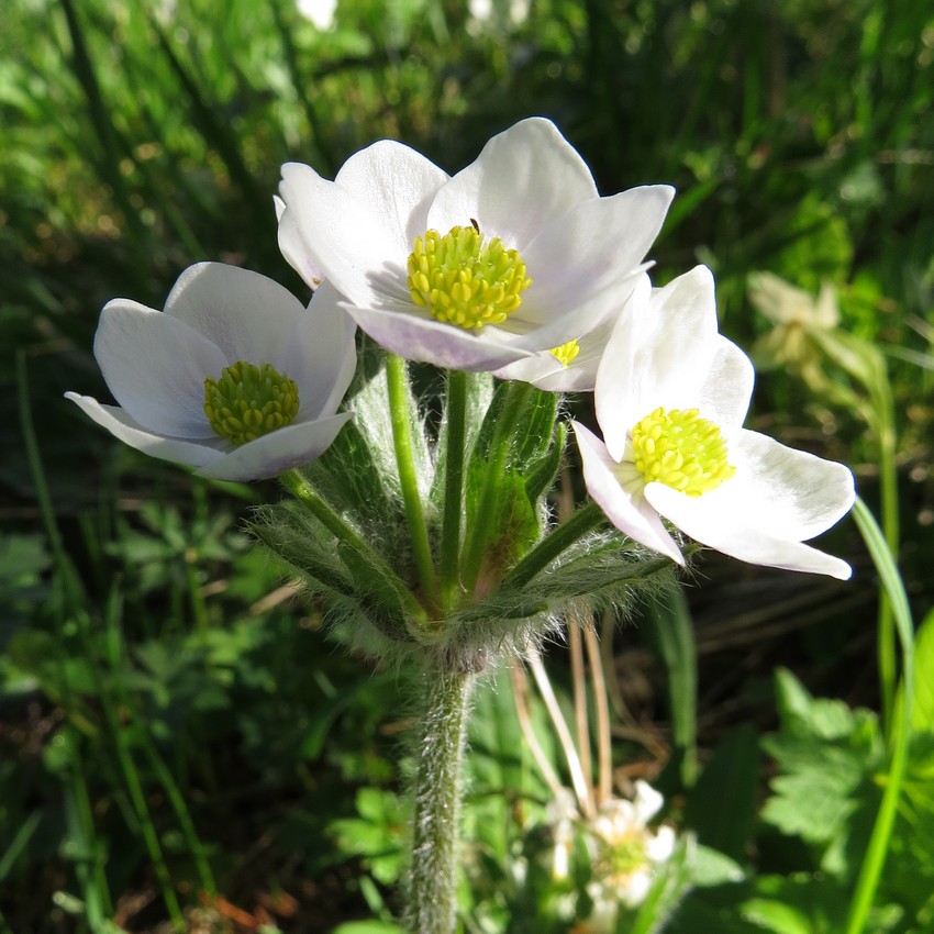 Image of Anemonastrum crinitum specimen.