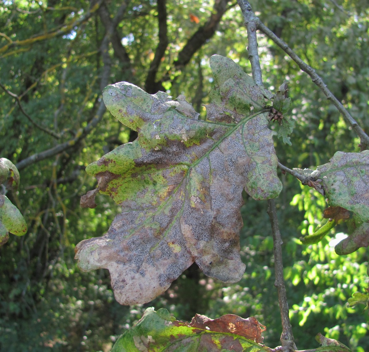 Image of Quercus robur specimen.