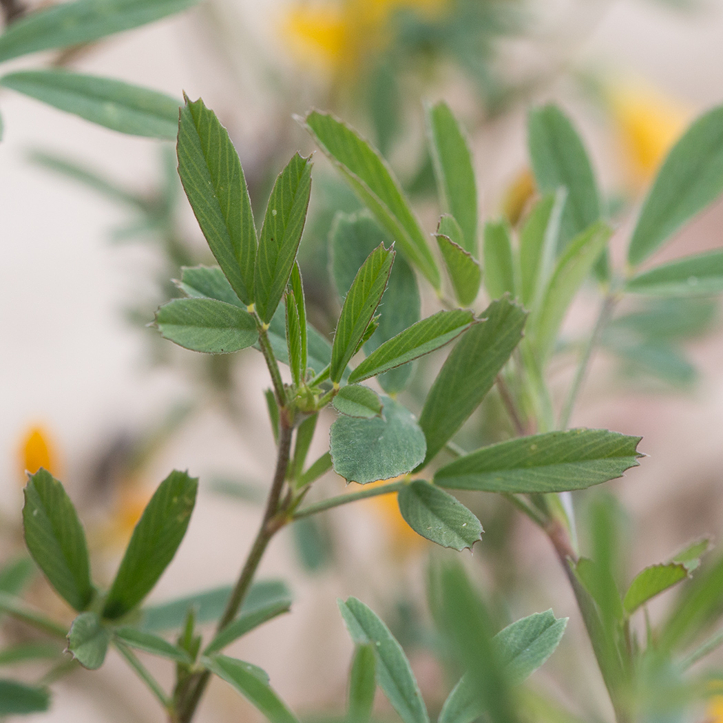 Изображение особи Medicago falcata.