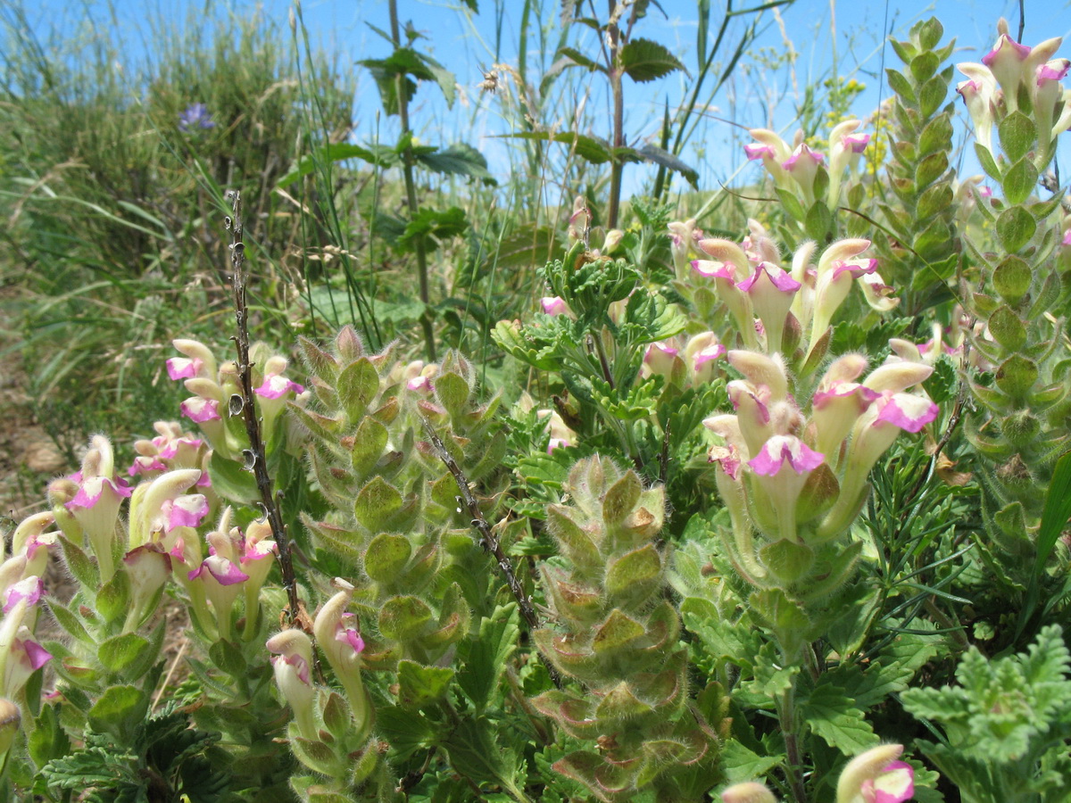 Image of Scutellaria adsurgens specimen.