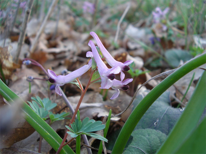 Image of Corydalis paczoskii specimen.