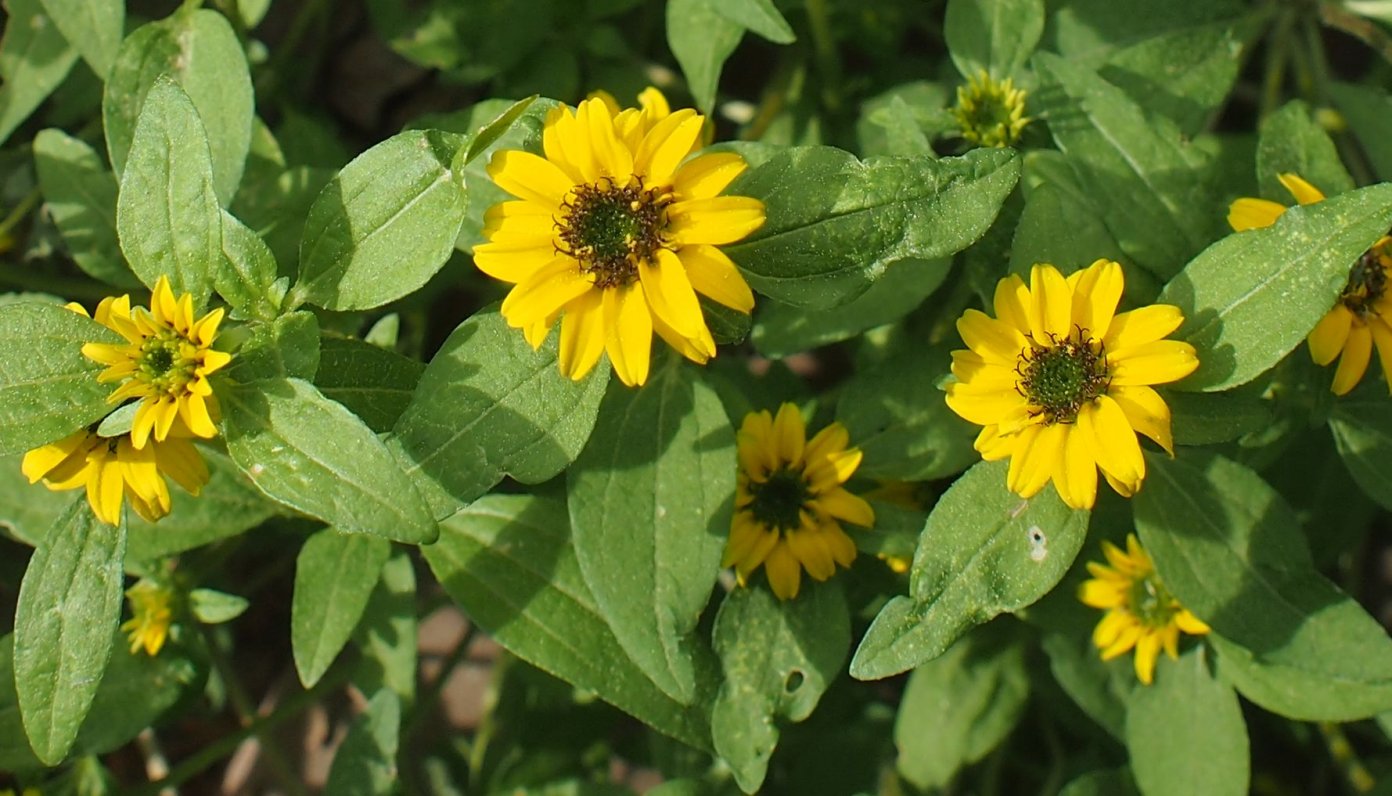 Image of Sanvitalia procumbens specimen.