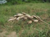 Bromus hordeaceus