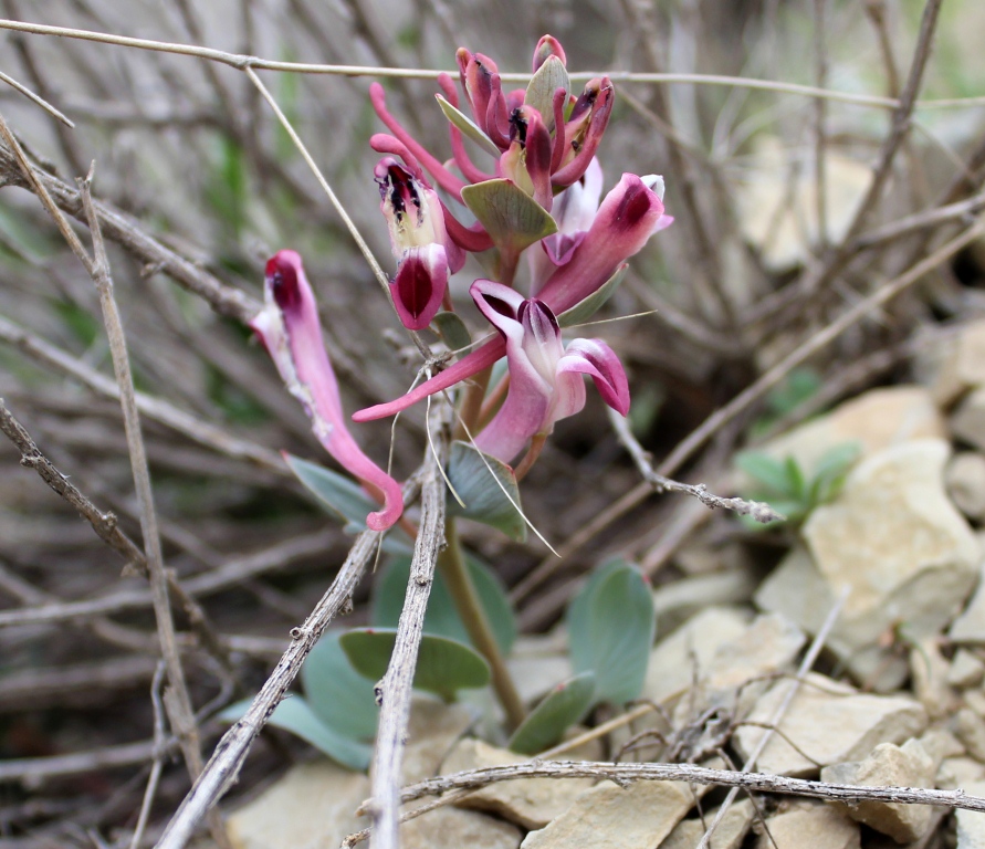 Image of Corydalis kamelinii specimen.