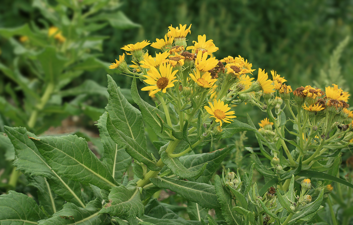 Image of Senecio pseudoarnica specimen.