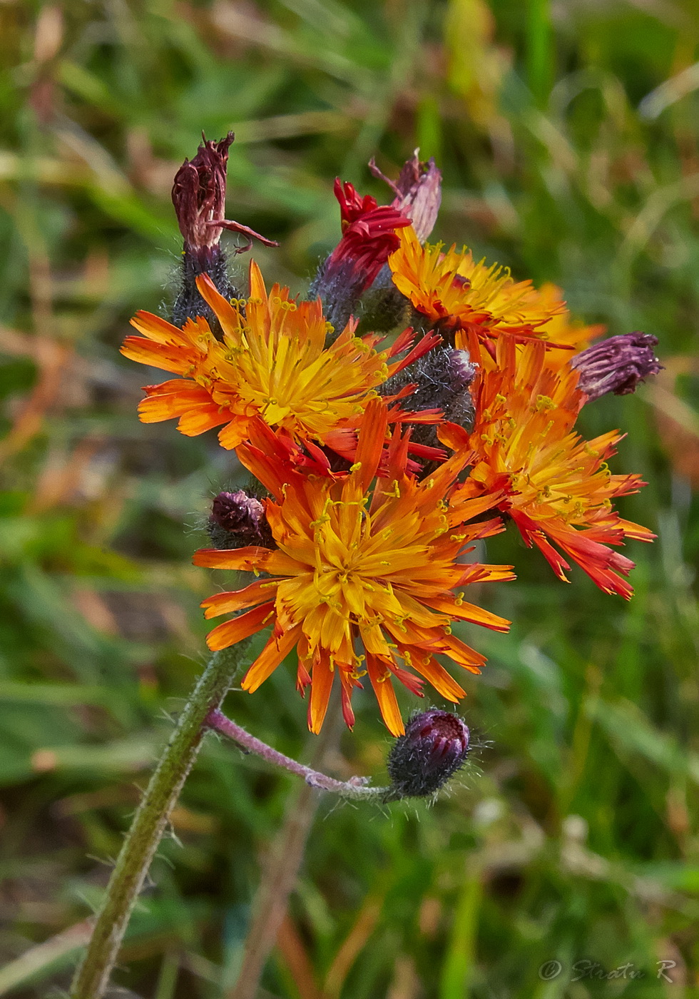 Image of Pilosella aurantiaca specimen.