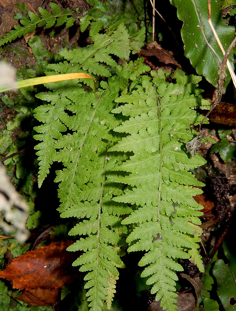 Image of Woodsia caucasica specimen.