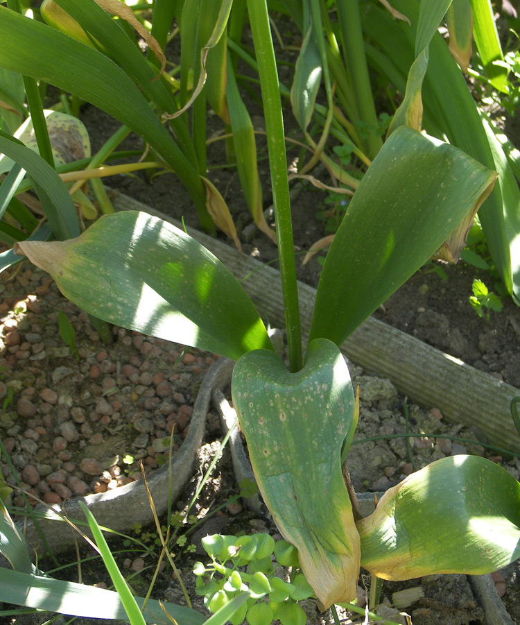 Image of Allium macleanii specimen.