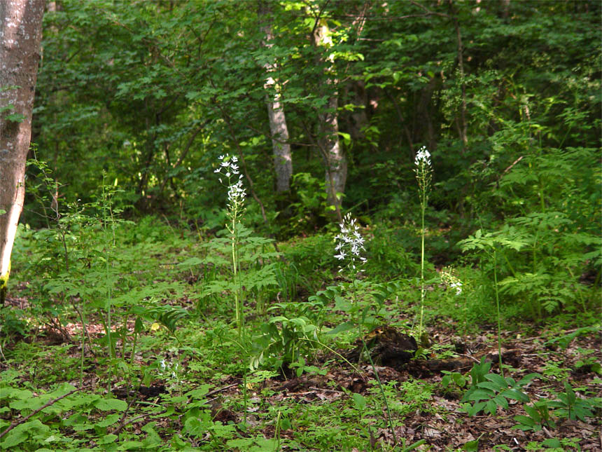 Image of Ornithogalum arcuatum specimen.