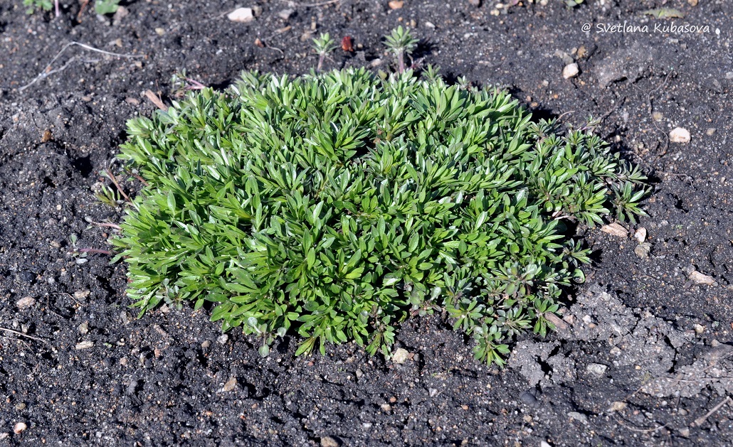 Image of Campanula rotundifolia specimen.