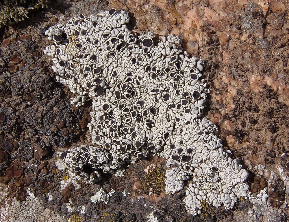 Image of genus Lecanora specimen.