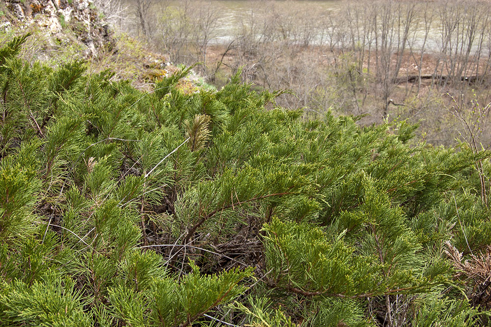 Image of Juniperus sabina specimen.