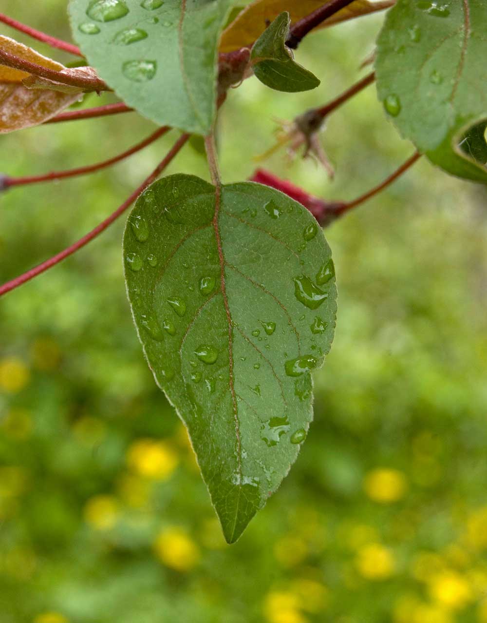 Image of Malus &times; purpurea specimen.