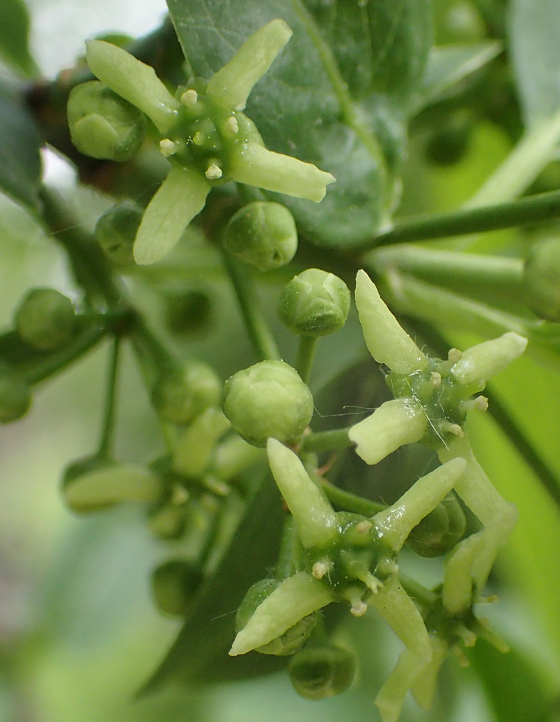 Изображение особи Euonymus europaeus.