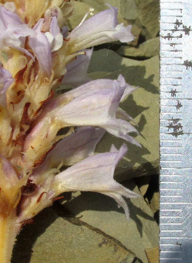 Image of Phelipanche gussoneana var. zosimae specimen.