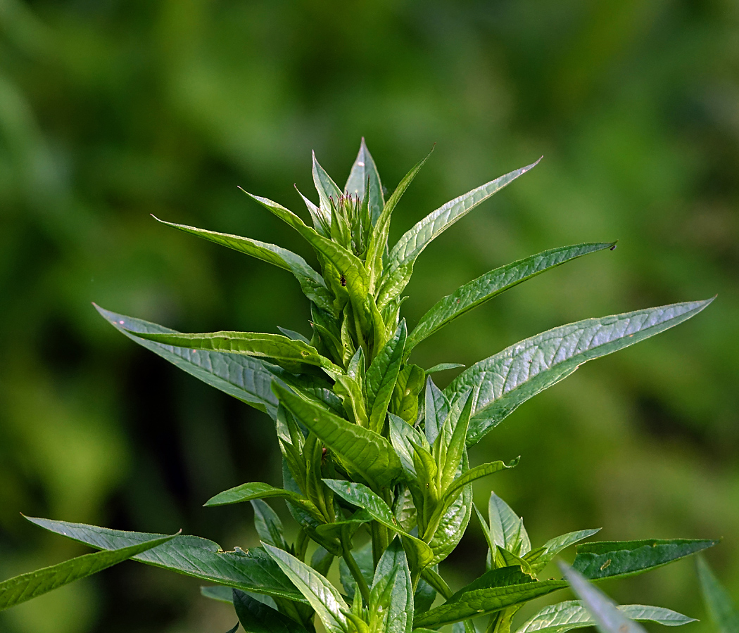 Изображение особи Lythrum salicaria.