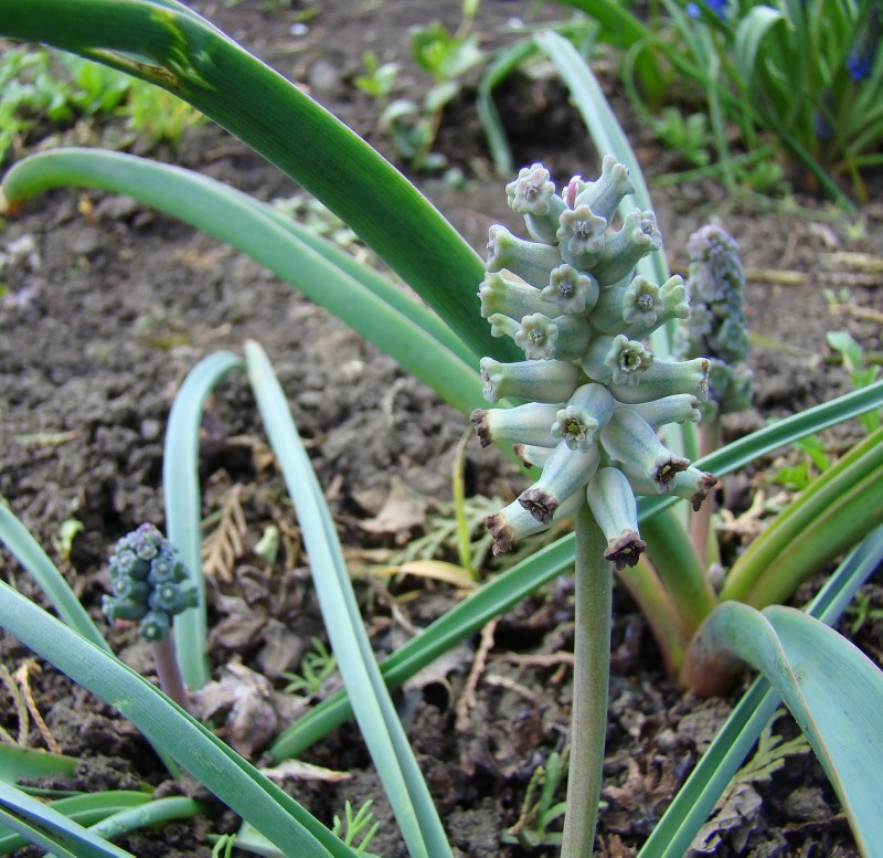 Image of Muscari muscarimi specimen.