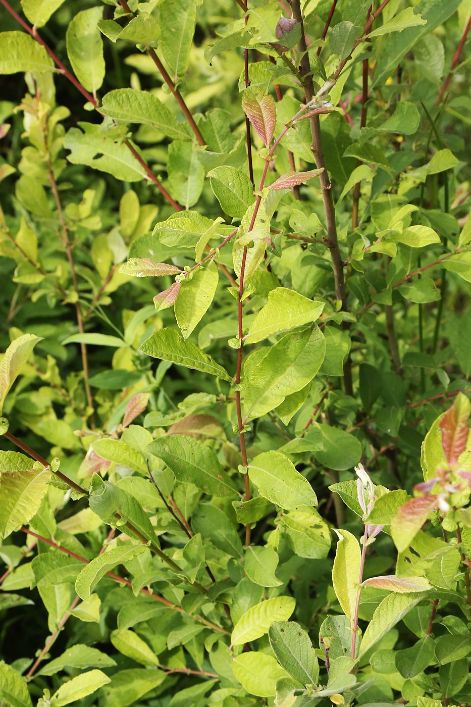 Image of Salix aurita specimen.