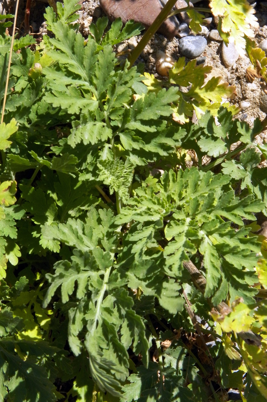 Изображение особи Pyrethrum parthenifolium.