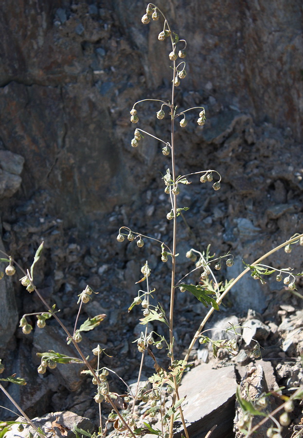 Изображение особи Artemisia sieversiana.