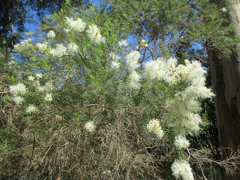 Изображение особи Melaleuca alternifolia.