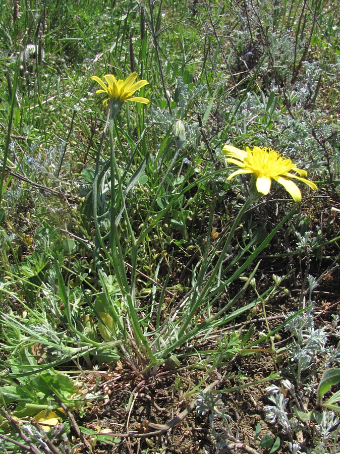 Image of Scorzonera cana specimen.