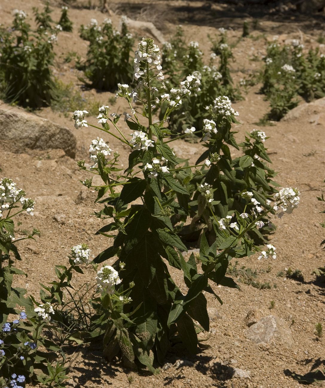 Image of Hesperis voronovii specimen.