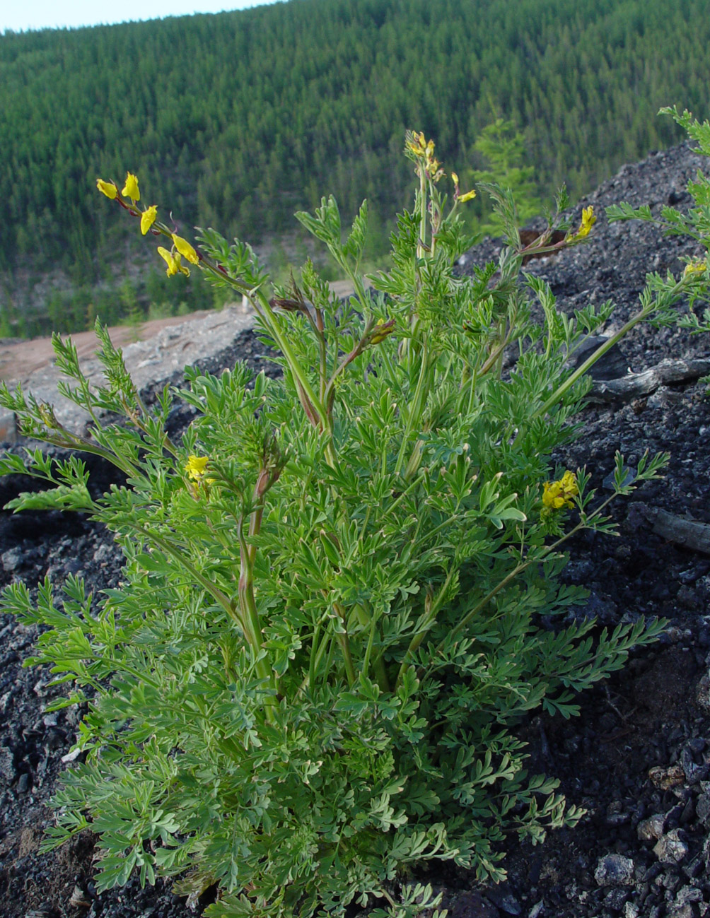 Image of Corydalis sibirica specimen.