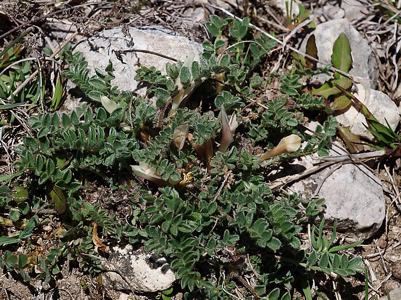 Изображение особи Astragalus humilis.