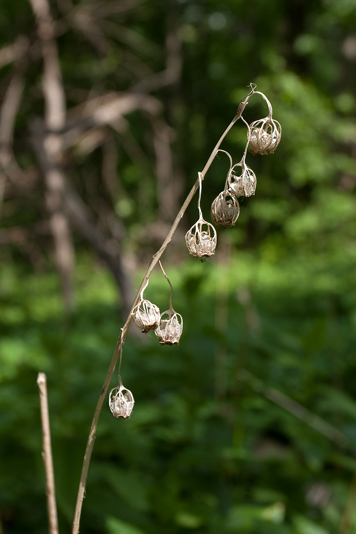 Image of Campanula latifolia specimen.