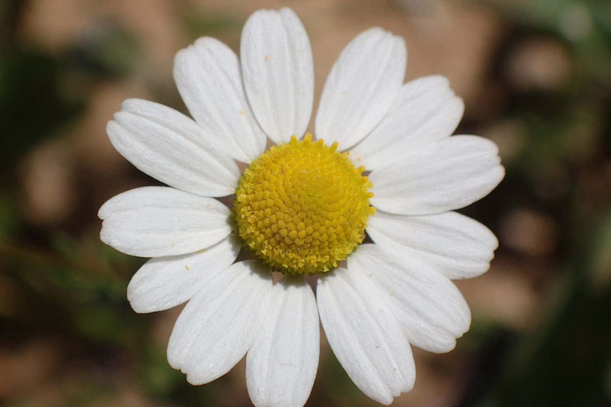 Image of Matricaria recutita specimen.