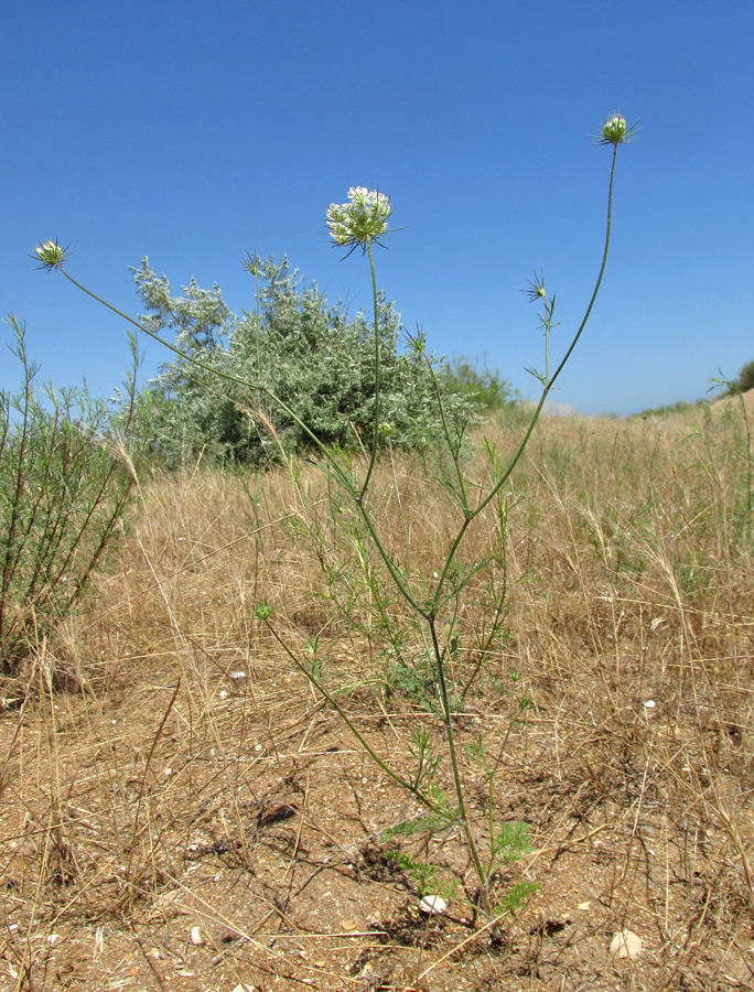 Image of Daucus guttatus specimen.