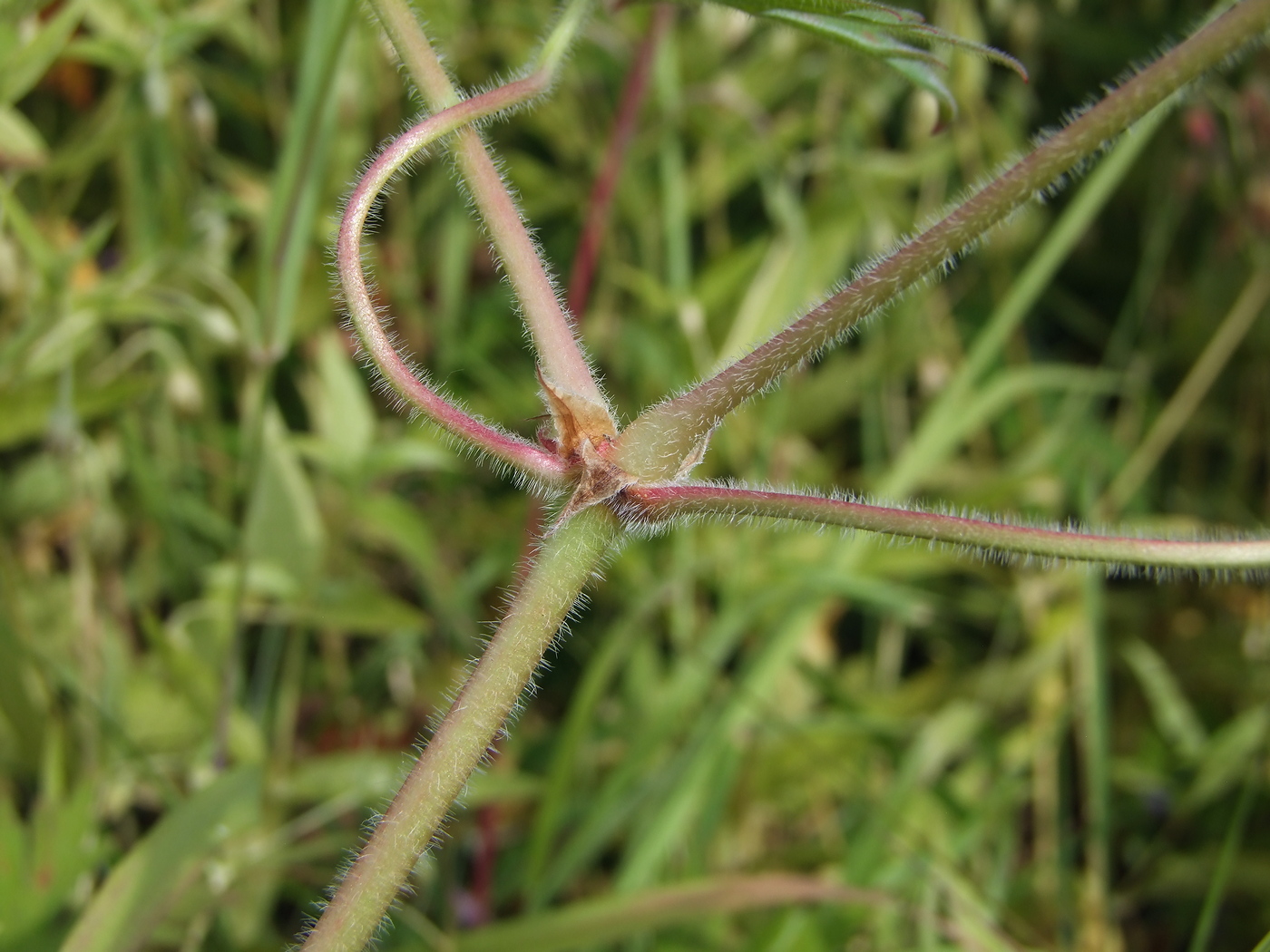 Image of Geranium pratense specimen.